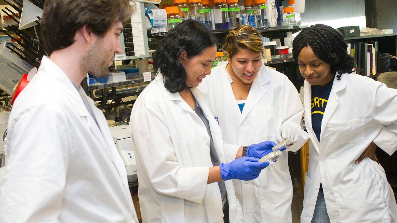 Lorena Navarro, Assistant professor in Microbiology (middle, wearing purple gloves) photographed with graduate student Alex King (left), undergraduate student Tasha Barr (right of Lorena) and undergraduate student Spenser Alexander (far right). King is a third year Biochemistry Molecular Biology Graduate Student. Barr is a third year undergraduate transfer Biochemistry Molecular Biology student. Alexander is a fourth year Biochemistry Molecular Biology student.   The group is looking at Yersinia Plates.